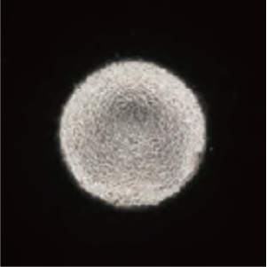el_vi_01_11.png